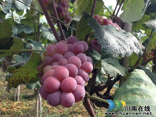 纳溪世川农庄自酿纯葡萄酒,绿色无任何添加剂!(图3) 纳溪世川农庄自酿纯葡萄酒,绿色无任何添加剂!(图3)