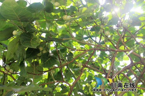 稀奇！泸州纳溪一棵树上长出百斤番茄(图1)
