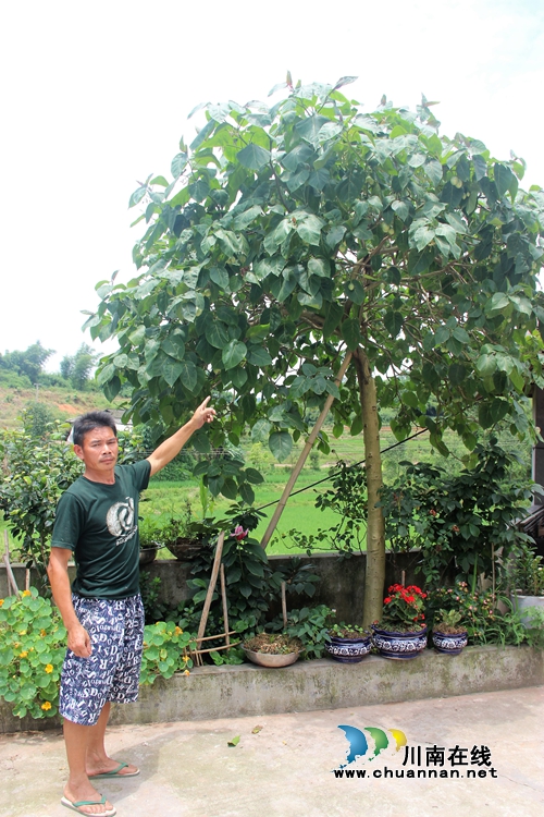 稀奇！泸州纳溪一棵树上长出百斤番茄(图2)