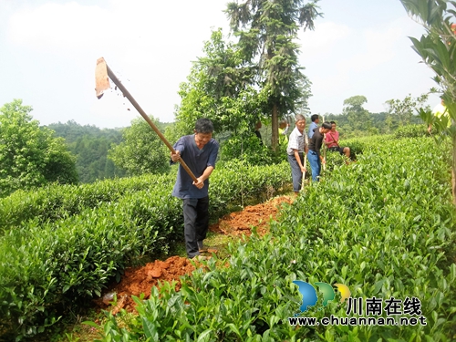 泸州建首个“低山茶云雾系统”提升特早茶品质(图2) 泸州建首个“低山茶云雾系统”提升特早茶品质(图2)