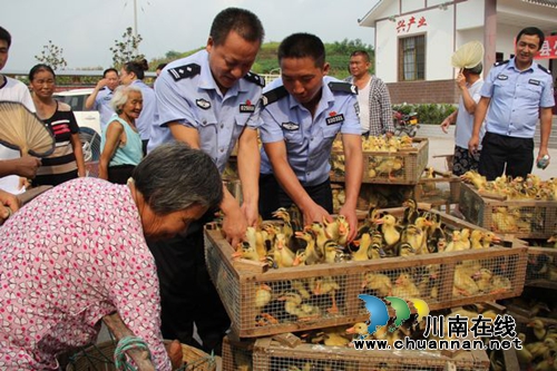 泸县公安局精准扶贫 向贫困户发放鸭苗近万只(图1) 泸县公安局精准扶贫 向贫困户发放鸭苗近万只(图1)