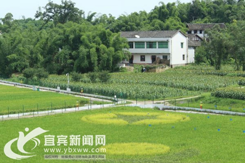 稻田作纸水稻作色&nbsp;宜宾宋家水稻画打造农耕文化(图1)