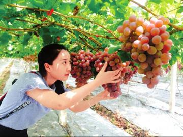 内江：亿丰果园打造新兴乡村消夏游热点(图1)