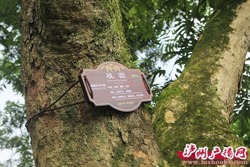 泸州食客获利好：张坝桂圆今年产量预计40万斤(图1)