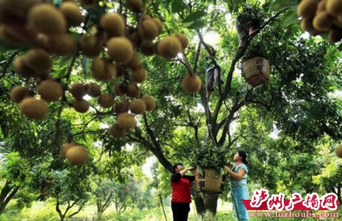 泸州食客获利好：张坝桂圆今年产量预计40万斤(图2)