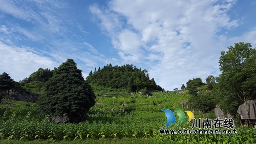 叙永鱼洞村：发展烤烟产业&nbsp;贫困户走上致富路(图2)