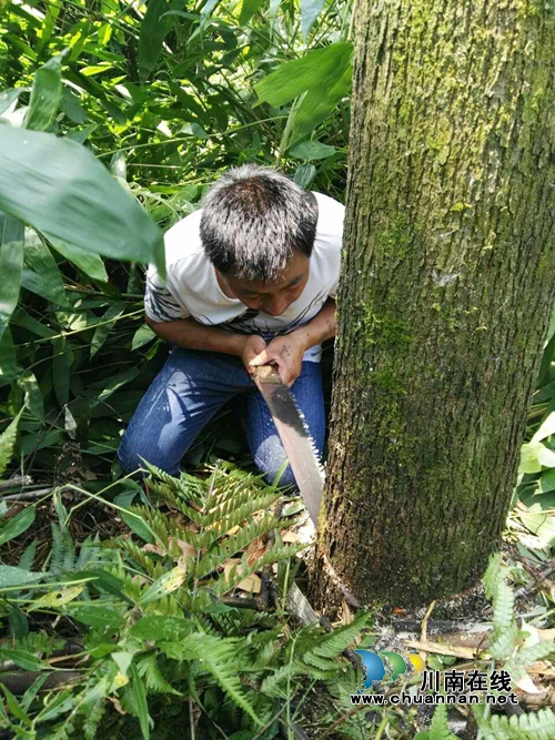 川煤芙蓉威鑫煤业抢修10千伏供电线路保生产安全(图1) 川煤芙蓉威鑫煤业抢修10千伏供电线路保生产安全(图1)
