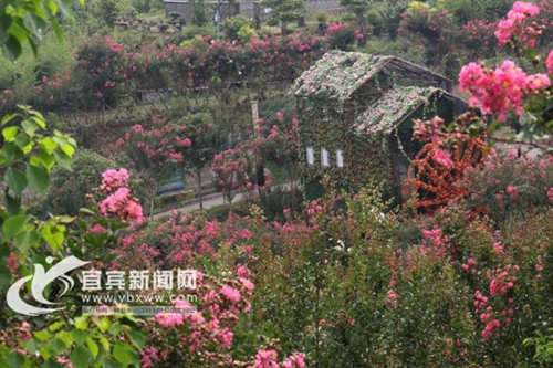 相亲赏花两不误 南溪将举办首届乡村旅游节(图1) 相亲赏花两不误 南溪将举办首届乡村旅游节(图1)