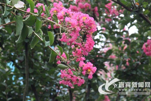 相亲赏花两不误 南溪将举办首届乡村旅游节(图2) 相亲赏花两不误 南溪将举办首届乡村旅游节(图2)