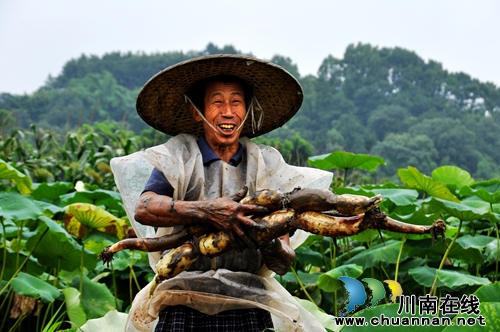 泸州“山色荷园·咀阳荷花”摄影大赛评选揭晓(图8) 泸州“山色荷园·咀阳荷花”摄影大赛评选揭晓(图8)