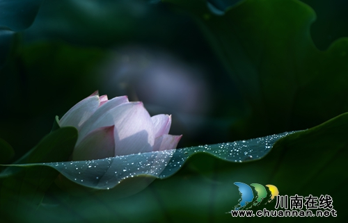 泸州“山色荷园·咀阳荷花”摄影大赛评选揭晓(图20) 泸州“山色荷园·咀阳荷花”摄影大赛评选揭晓(图20)