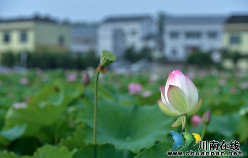 泸州“山色荷园·咀阳荷花”摄影大赛评选揭晓(图19) 泸州“山色荷园·咀阳荷花”摄影大赛评选揭晓(图19)