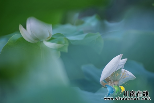 泸州“山色荷园·咀阳荷花”摄影大赛评选揭晓(图22) 泸州“山色荷园·咀阳荷花”摄影大赛评选揭晓(图22)