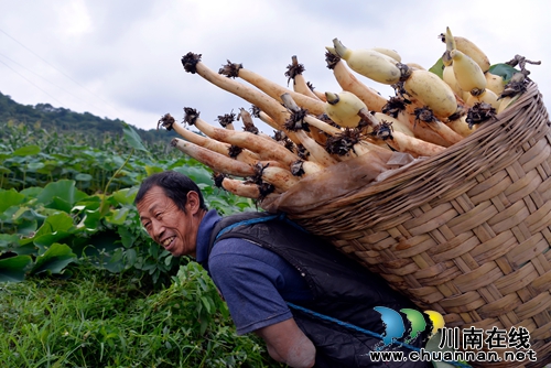 泸州“山色荷园·咀阳荷花”摄影大赛评选揭晓(图28) 泸州“山色荷园·咀阳荷花”摄影大赛评选揭晓(图28)