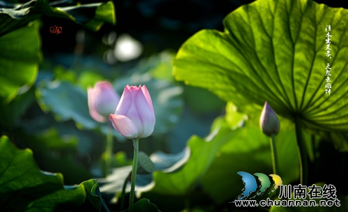 泸州“山色荷园·咀阳荷花”摄影大赛评选揭晓(图25) 泸州“山色荷园·咀阳荷花”摄影大赛评选揭晓(图25)