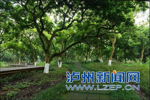 泸州沙茜建古镇文化旅游综合体 打造文化旅游街(图2) 泸州沙茜建古镇文化旅游综合体 打造文化旅游街(图2)
