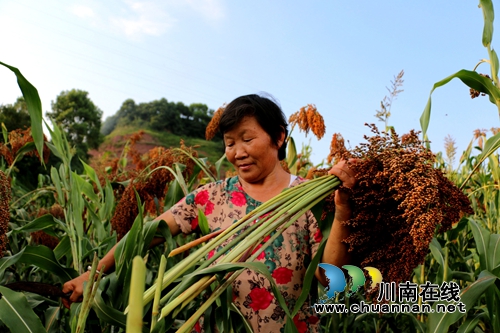 泸州纳溪：高粱丰收农户乐(图1)