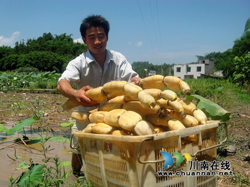 泸州纳溪:87后打工仔返乡变“莲藕大王”(图1) 泸州纳溪:87后打工仔返乡变“莲藕大王”(图1)