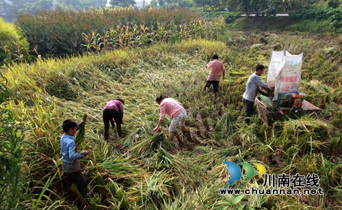 泸州龙马潭区5万亩优质水稻获丰收(图2) 泸州龙马潭区5万亩优质水稻获丰收(图2)