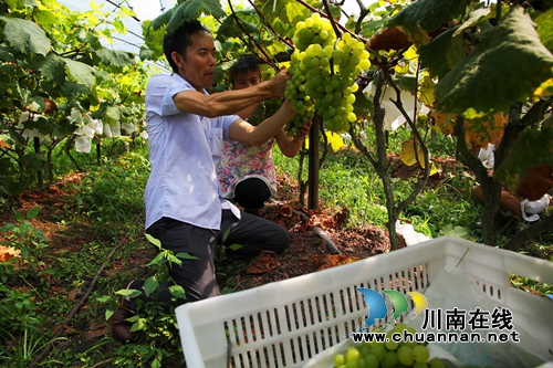 创业不贪多求大 纳溪返乡夫妇打造精品葡萄园(图5) 创业不贪多求大 纳溪返乡夫妇打造精品葡萄园(图5)