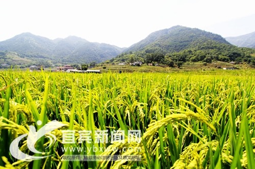投资8700万 兴文拟建现代粮油商贸物流产业园(图1) 投资8700万 兴文拟建现代粮油商贸物流产业园(图1)