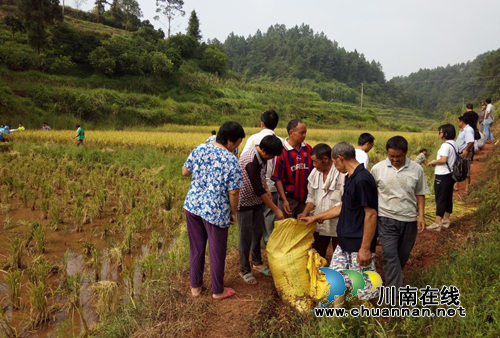 宜宾林丰乡:脱贫助耕服务队助农增收解民忧(图2) 宜宾林丰乡:脱贫助耕服务队助农增收解民忧(图2)