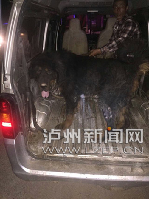 合江：半米高藏獒藏身汽修厂&nbsp;商家遇威胁急报警(图1)