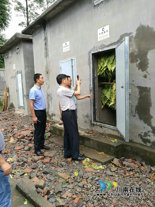 兴仁县副县长岑建芳一行调研城北街道烤烟生产工作(图4)