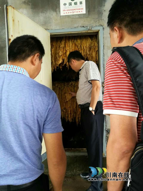 兴仁县副县长岑建芳一行调研城北街道烤烟生产工作(图3)