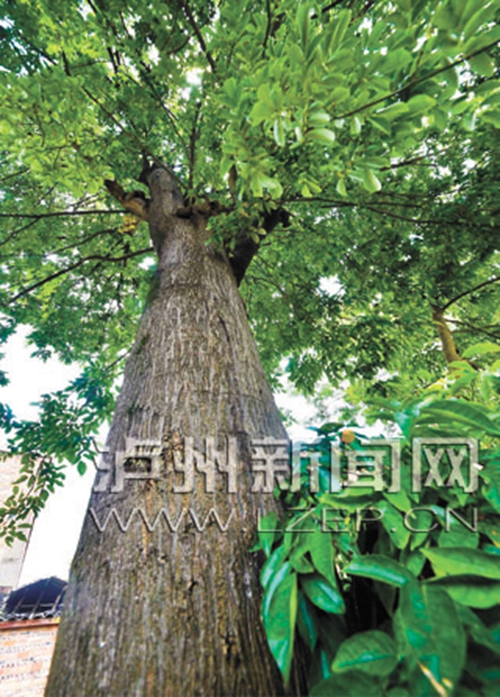 泸州200岁古树结红豆&nbsp;“腰粗”需两个成人合抱(图1)