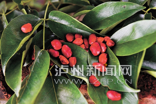 泸州200岁古树结红豆&nbsp;“腰粗”需两个成人合抱(图2)