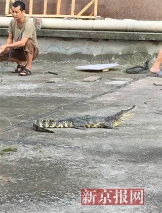 自贡一小区“天降”鳄鱼 竟是业主宠物“越狱”(图1) 自贡一小区“天降”鳄鱼 竟是业主宠物“越狱”(图1)