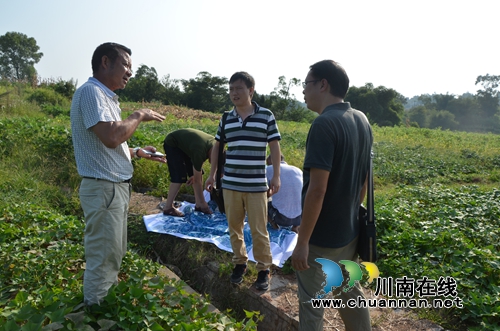 省旅游规划专家调研太伏镇王湾村枳壳枳实基地(图1) 省旅游规划专家调研太伏镇王湾村枳壳枳实基地(图1)