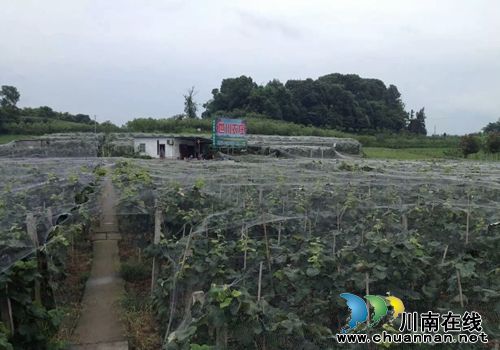 纳溪：委员支招“免费吃”&nbsp;葡萄西瓜提前卖光(图5)