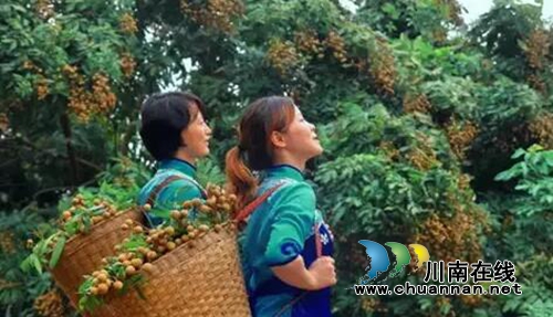 泸县第五届“绿海潮河&nbsp;龙眼飘香”桂圆节将开幕(图4)