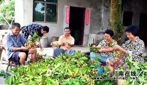 泸县第五届“绿海潮河&nbsp;龙眼飘香”桂圆节将开幕(图5)