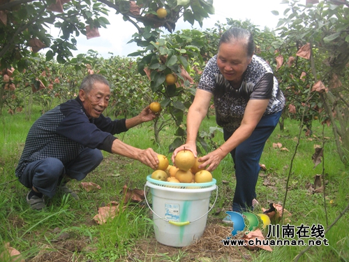 泸州七旬“土专家” 种黄金梨年收入10万元(图1) 泸州七旬“土专家” 种黄金梨年收入10万元(图1)
