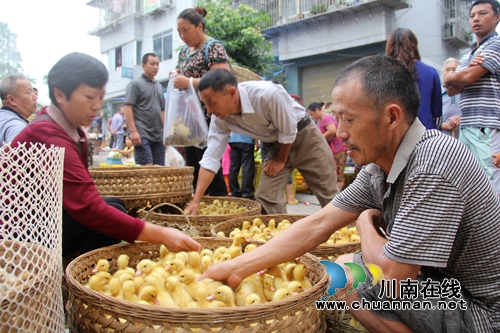 泸州纳溪:天气转凉带火秋禽交易市场(图1) 泸州纳溪:天气转凉带火秋禽交易市场(图1)