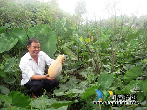 纳溪白节:承包管护油茶林 林下套种赚得欢(图1) 纳溪白节:承包管护油茶林 林下套种赚得欢(图1)