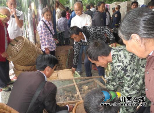 宜宾大观镇：“两供一回购”走出扶贫新路子(图1)