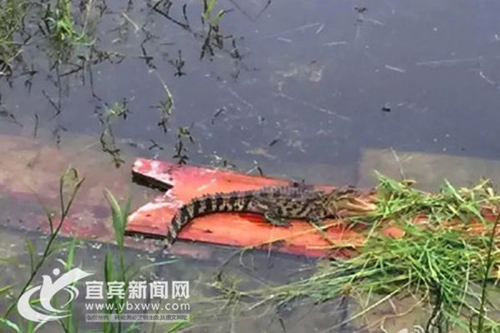 宜宾南溪水塘现鳄鱼&nbsp;村民家禽丢失疑似鳄鱼干的(图1)