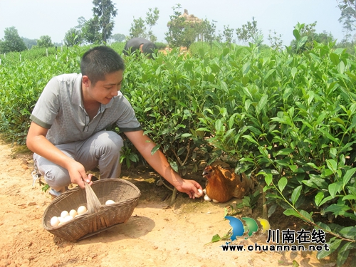 泸州纳溪:茶园变身养鸡场 生态鸡蛋赚“外快”(图1) 泸州纳溪:茶园变身养鸡场 生态鸡蛋赚“外快”(图1)