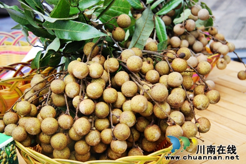 尝鲜桂圆尽情游园 张坝桂圆文化节让你爽个够(图2) 尝鲜桂圆尽情游园 张坝桂圆文化节让你爽个够(图2)