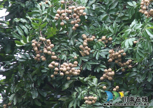 尝鲜桂圆尽情游园 张坝桂圆文化节让你爽个够(图6) 尝鲜桂圆尽情游园 张坝桂圆文化节让你爽个够(图6)