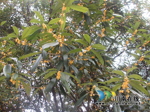 叙永二中：校园又闻桂花香(图1)