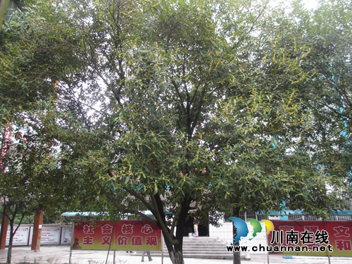 叙永二中：校园又闻桂花香(图2)