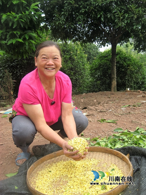 泸州纳溪：芬芳桂花助农增收(图1)