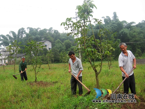 纳溪打古镇：初秋时节核桃园里管护忙(图1)