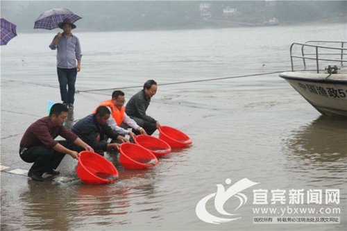 宜宾江安连续19年向长江放流珍稀鱼类(图1)