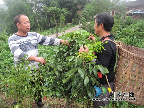 弥陀:成立专合社 老支书带出“特色水果村”(图1) 弥陀:成立专合社 老支书带出“特色水果村”(图1)